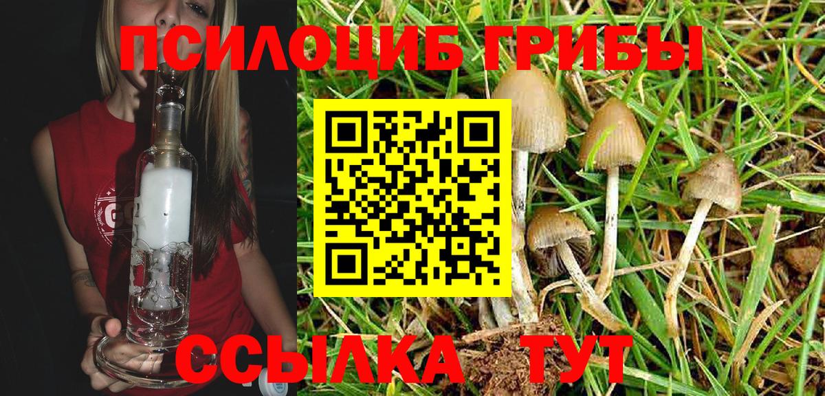 Псилоцибиновые грибы Psilocybe  Канск  Псилоцибиновые грибы Psilocybe 