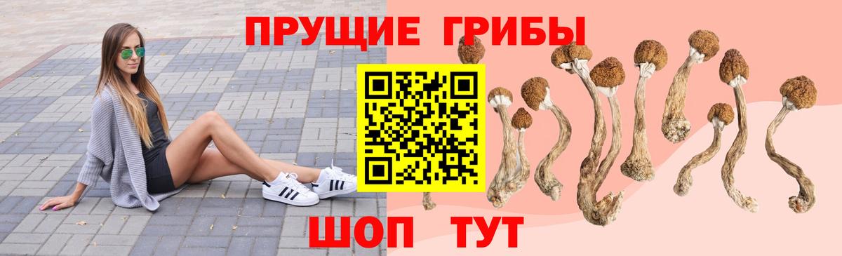 Псилоцибиновые грибы Cubensis Канск